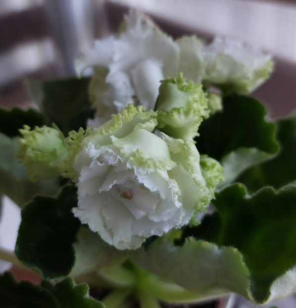  - Violete și gloxinii 2023