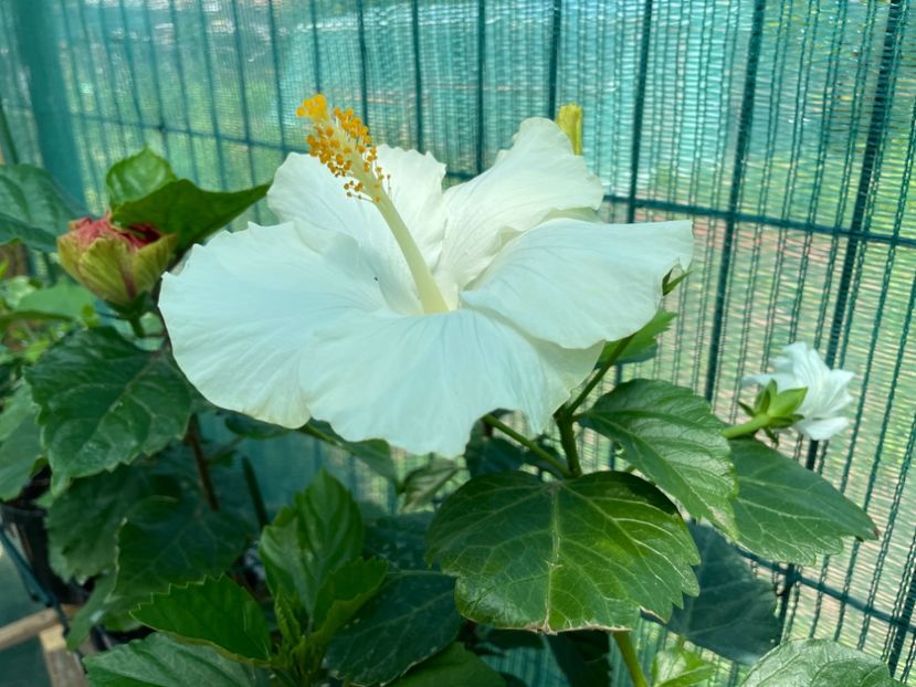 507B53D8-AC10-42D2-8096-064BAE088967 - 001 - Hibiscusi