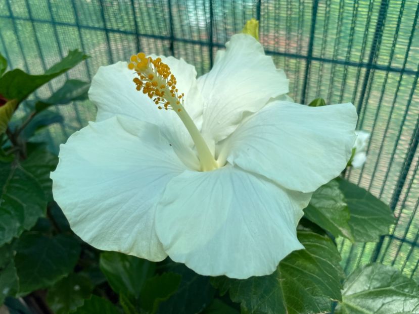 6F4818C2-E0A1-4C06-A40E-F47F92FDA0C3 - 001 - Hibiscusi