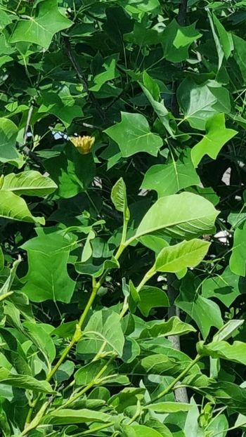 IMG-20230604-WA0004 - Arborele cu lalele