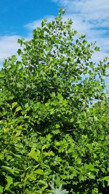 IMG-20230604-WA0003 - Arborele cu lalele