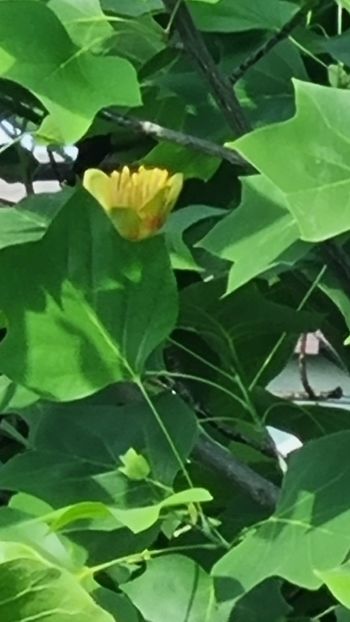 IMG-20230604-WA0001 - Arborele cu lalele