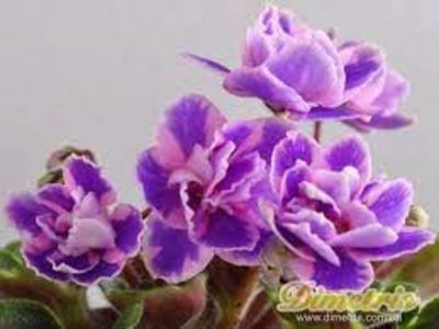 Rob's Magnetic Fields-dorinta - 0 violete mai 2003-frunze yanasi