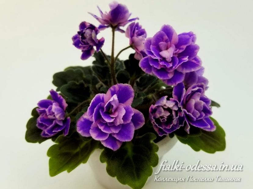 Rob's Magnetic Fields - 0 violete mai 2003-frunze yanasi