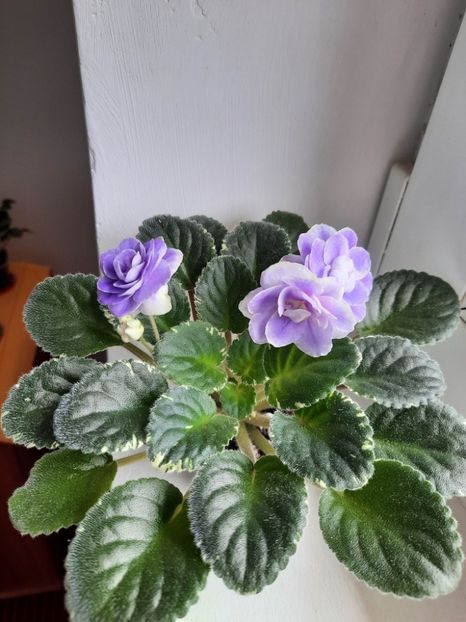 S1 - Buckeye Seductress