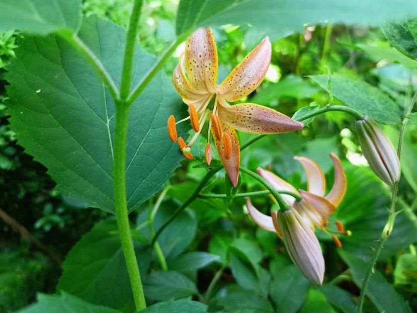 Crin Martagon "Fairy Morning" - Grădina 2023 continuare 3