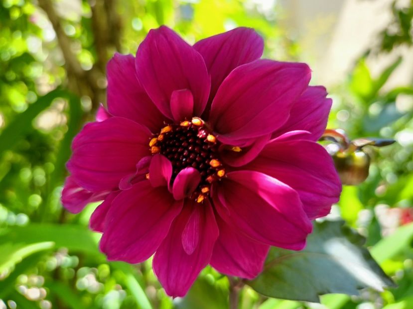 Excentrique - Grădina 2023 continuare 3