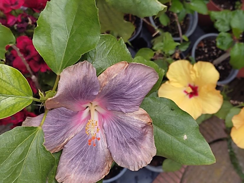  - HIBISCUS 2023