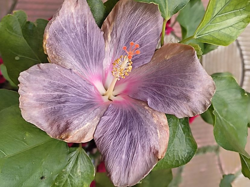  - HIBISCUS 2023