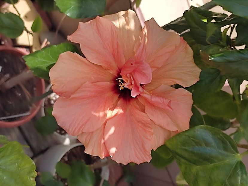 - HIBISCUS 2023
