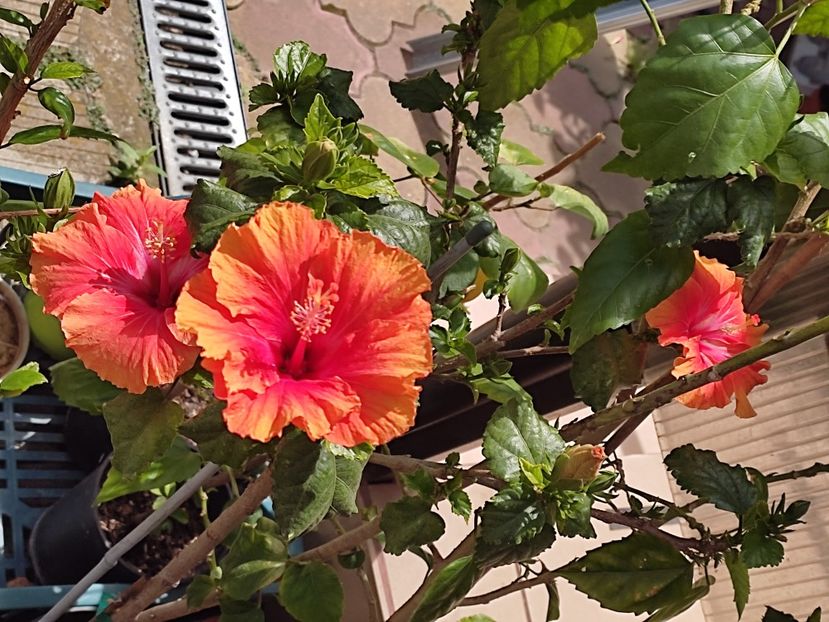  - HIBISCUS 2023