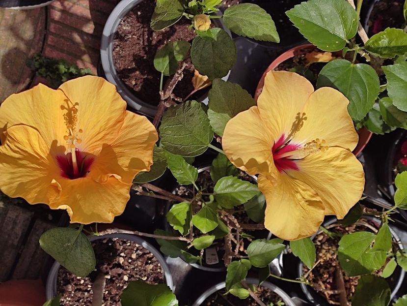  - HIBISCUS 2023
