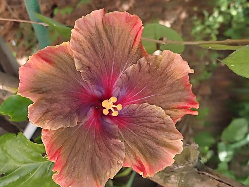  - HIBISCUS 2023