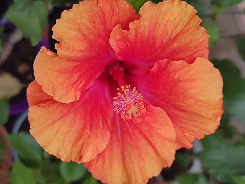  - HIBISCUS 2023