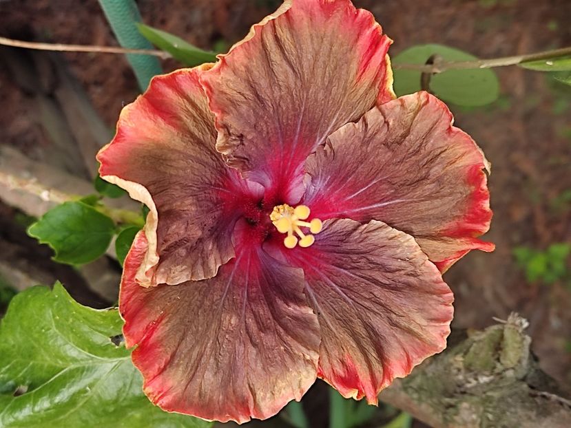  - HIBISCUS 2023