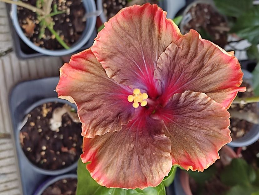  - HIBISCUS 2023