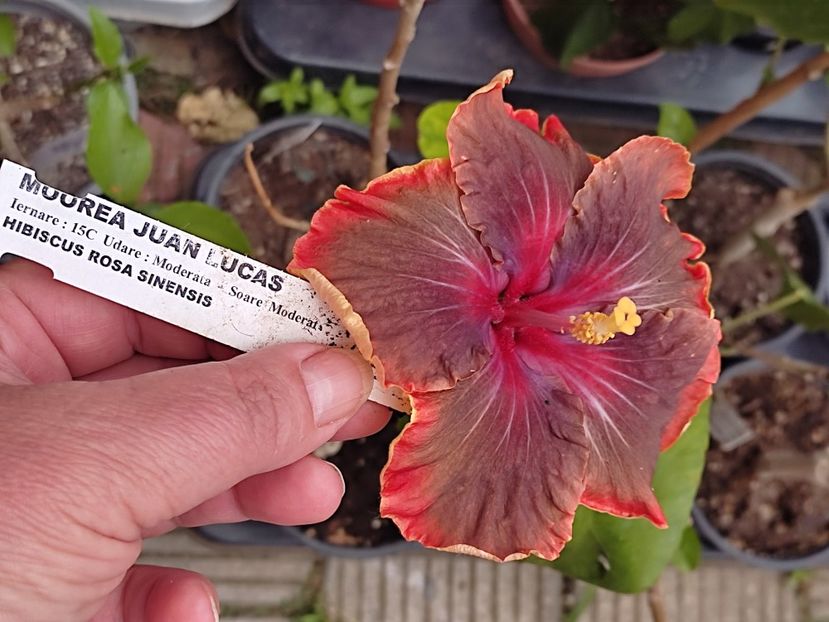  - HIBISCUS 2023