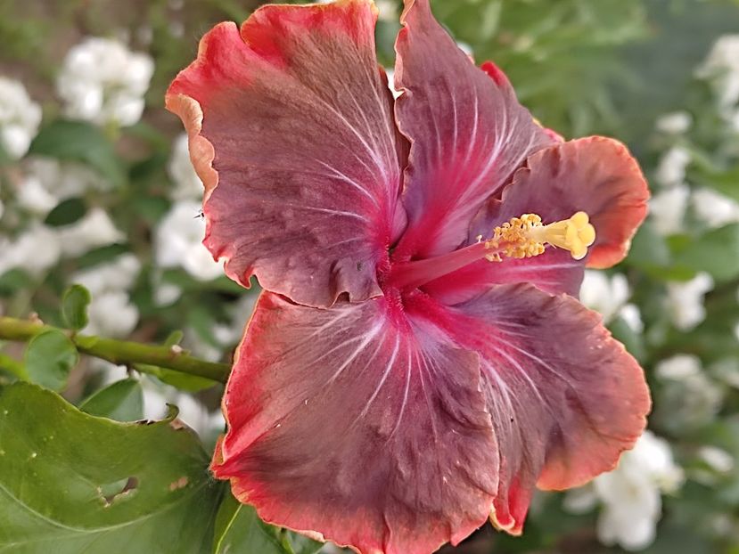  - HIBISCUS 2023