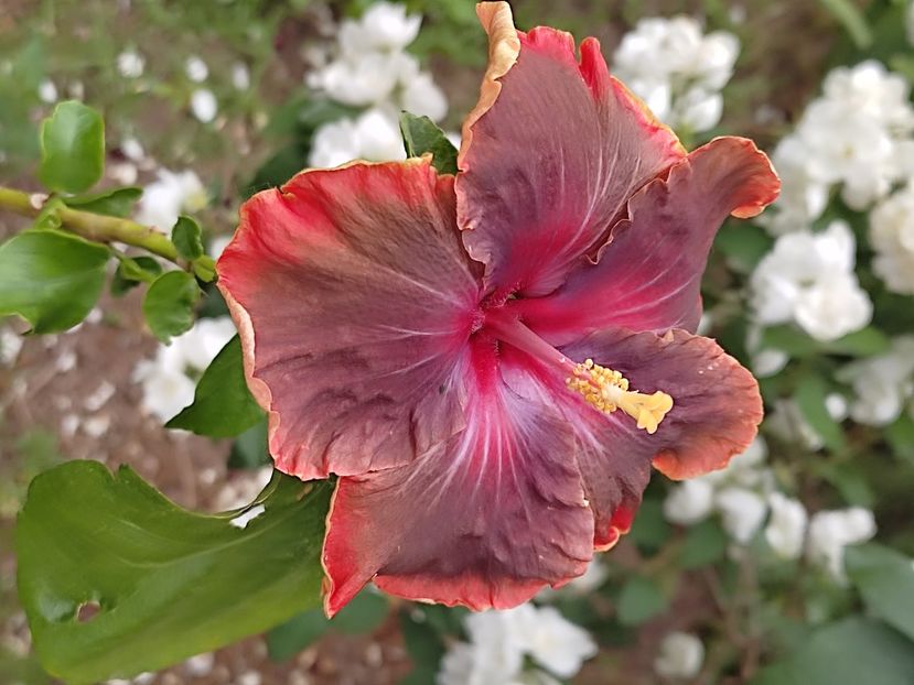  - HIBISCUS 2023