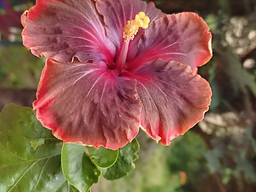  - HIBISCUS 2023