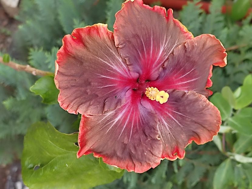  - HIBISCUS 2023