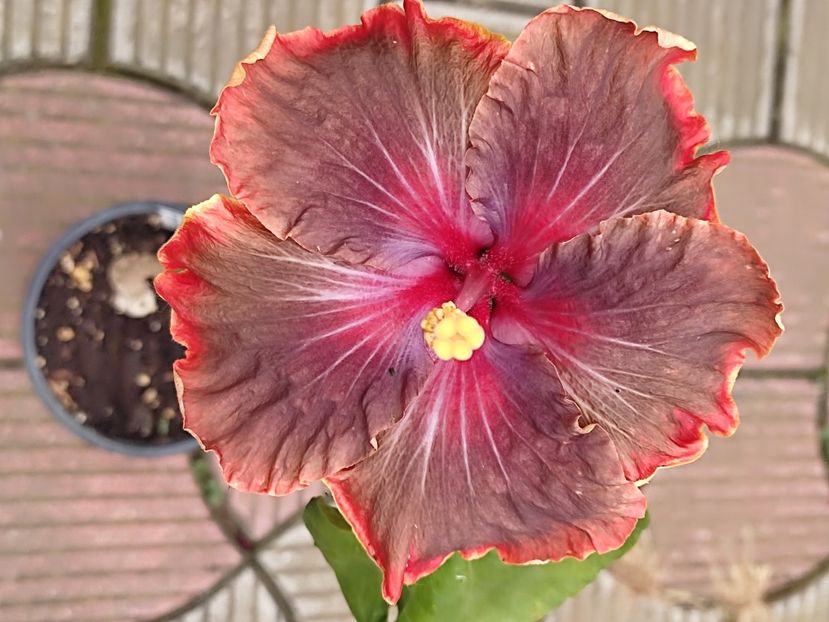  - HIBISCUS 2023