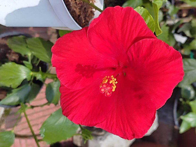  - HIBISCUS 2023