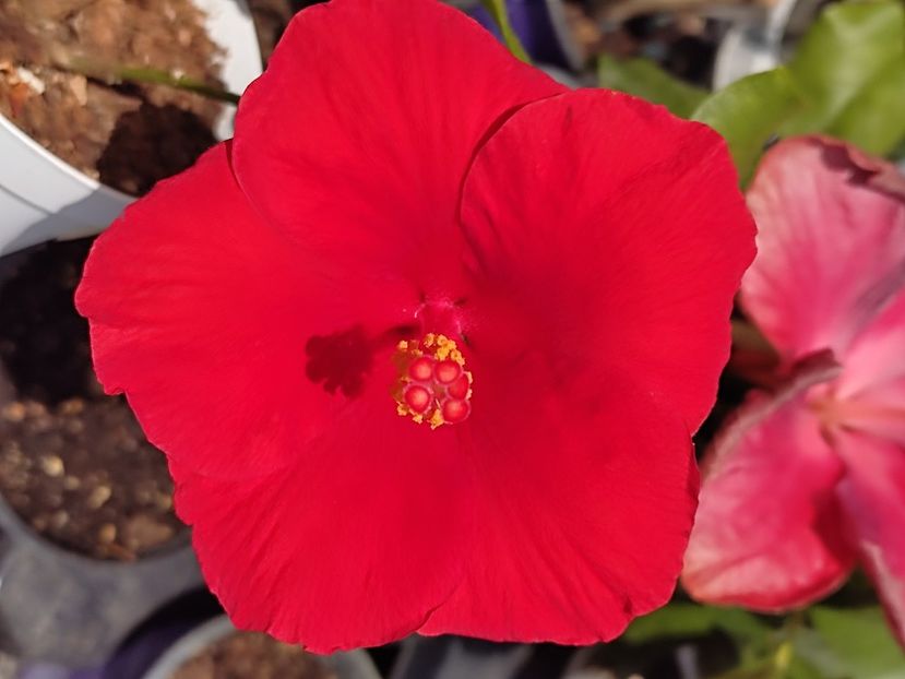  - HIBISCUS 2023