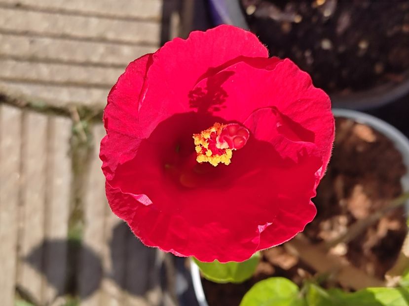  - HIBISCUS 2023