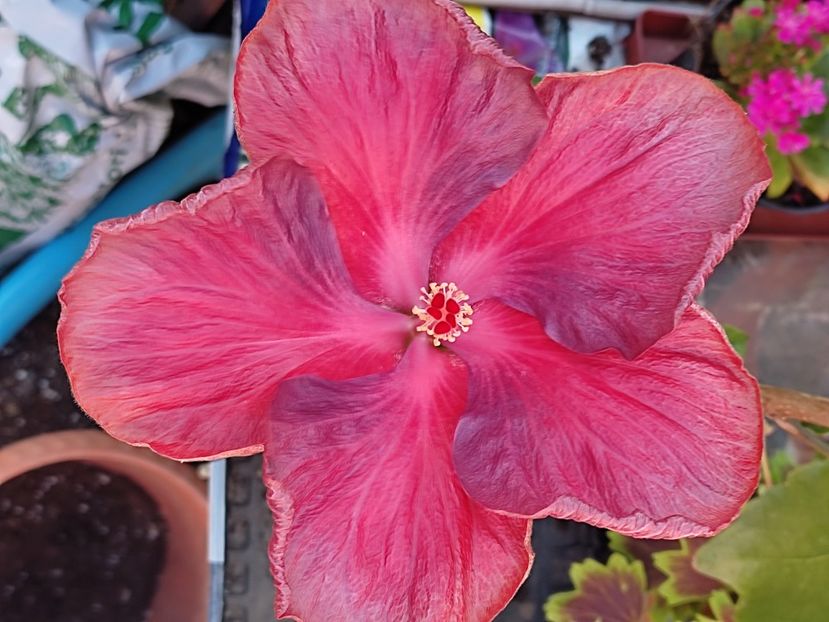  - HIBISCUS 2023