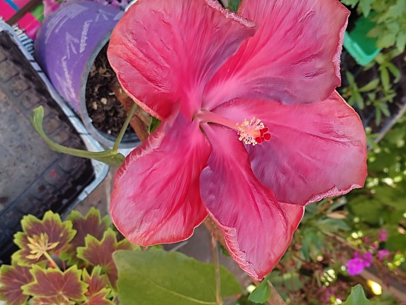 - HIBISCUS 2023