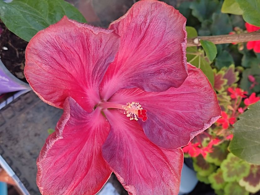  - HIBISCUS 2023