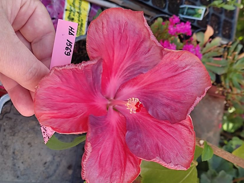  - HIBISCUS 2023
