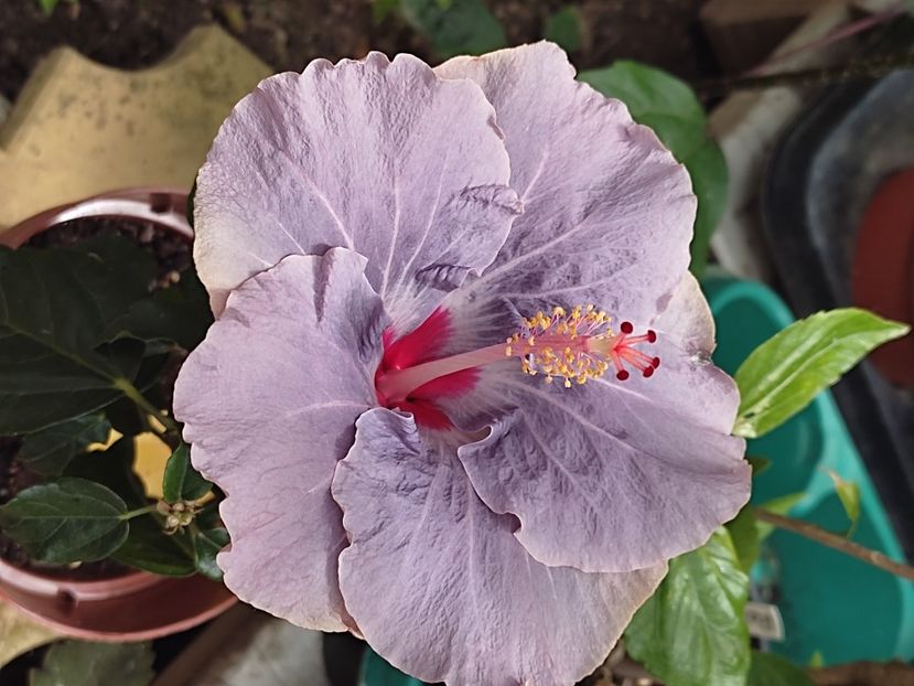  - HIBISCUS 2023