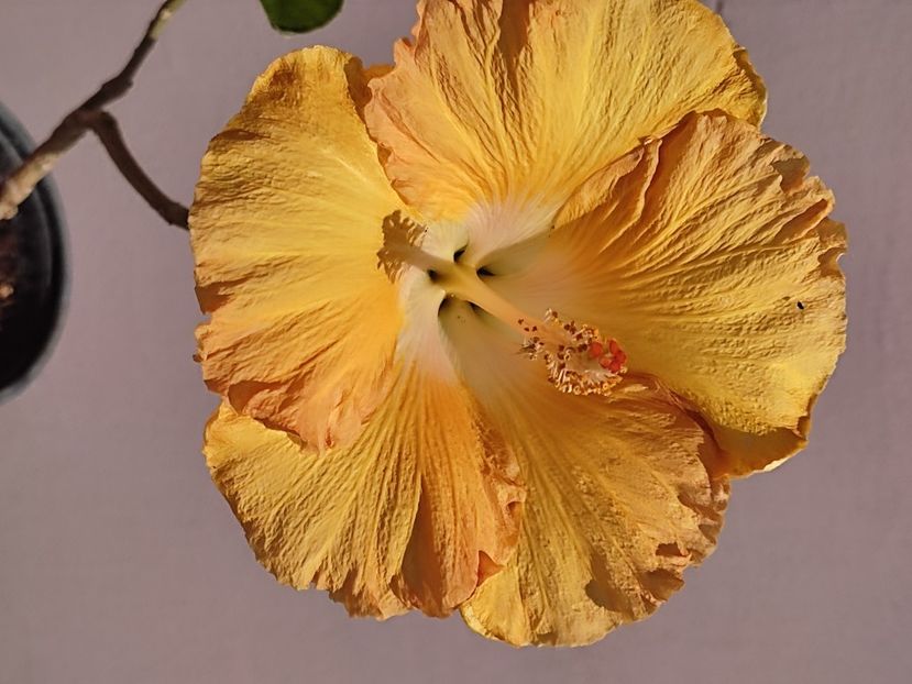  - HIBISCUS 2023