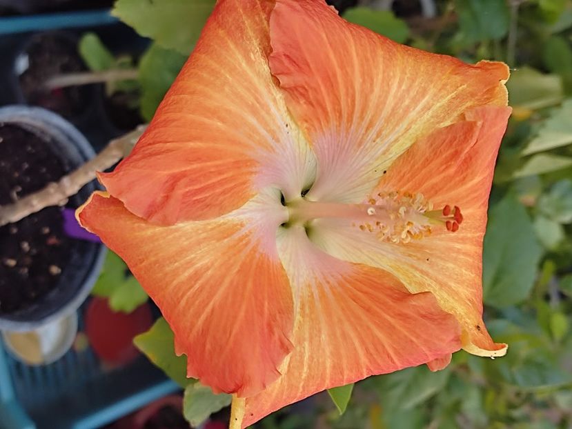  - HIBISCUS 2023