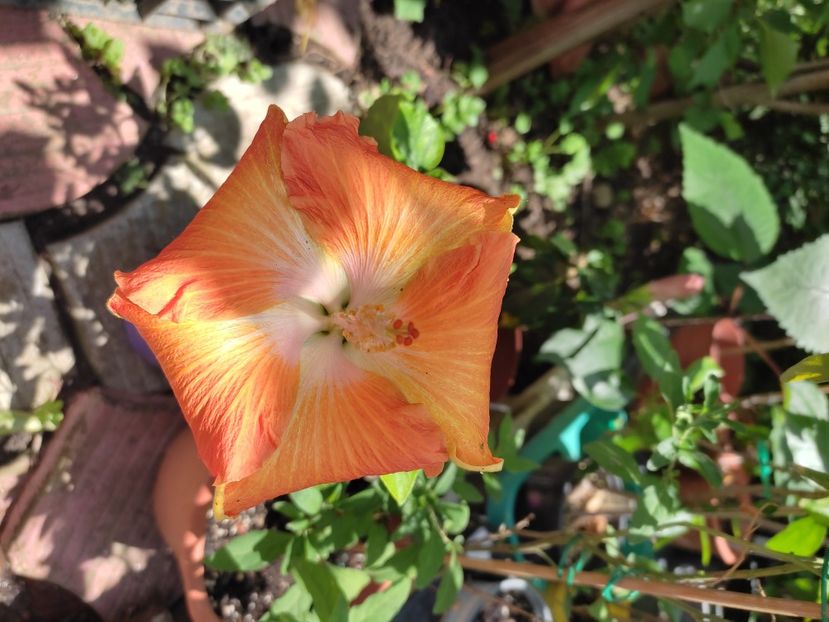  - HIBISCUS 2023