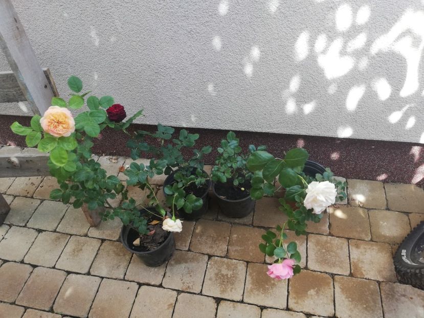  - Gradina vara 2023