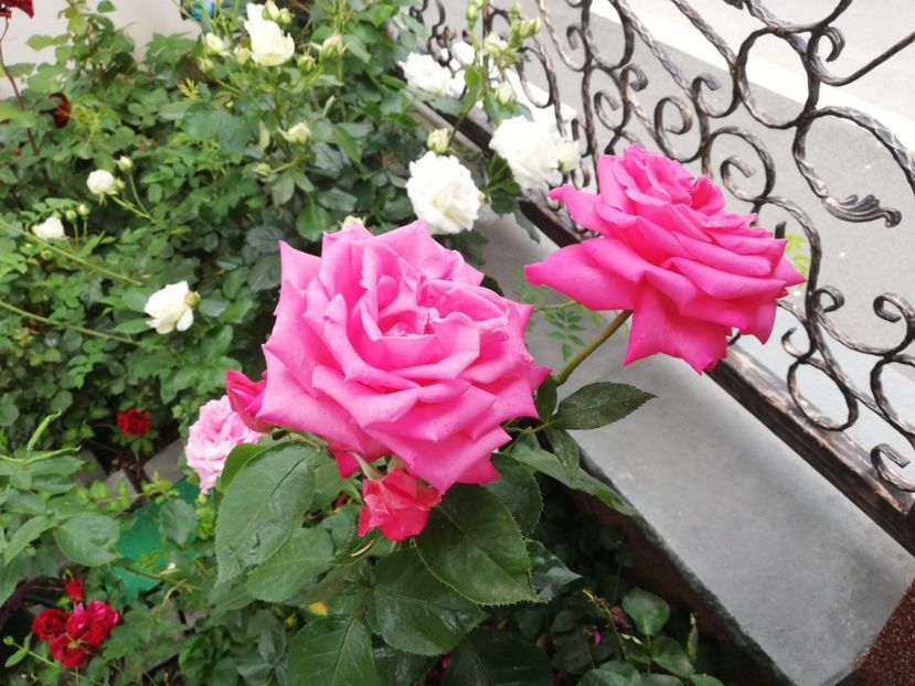 - Gradina vara 2023