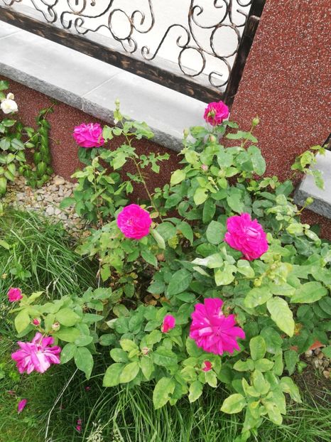  - Gradina vara 2023