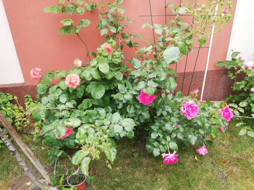  - Gradina vara 2023