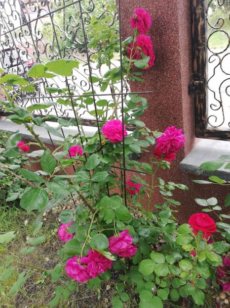  - Gradina vara 2023