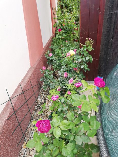  - Gradina vara 2023