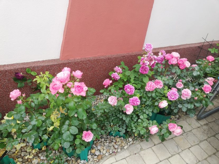  - Gradina vara 2023