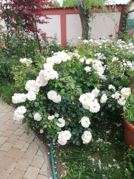  - Gradina vara 2023