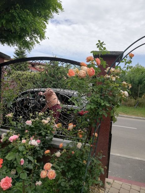  - Gradina vara 2023