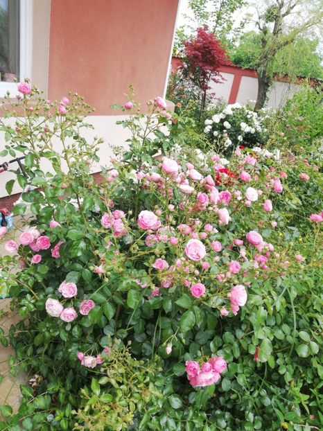  - Gradina vara 2023