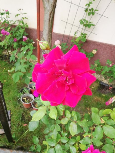  - Gradina vara 2023