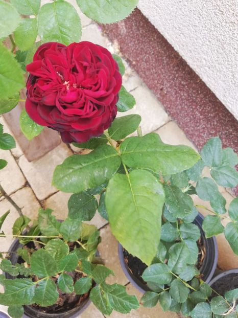 Astrid Graffin von Hardenberg-vandut - 000 Trandafiri 2024