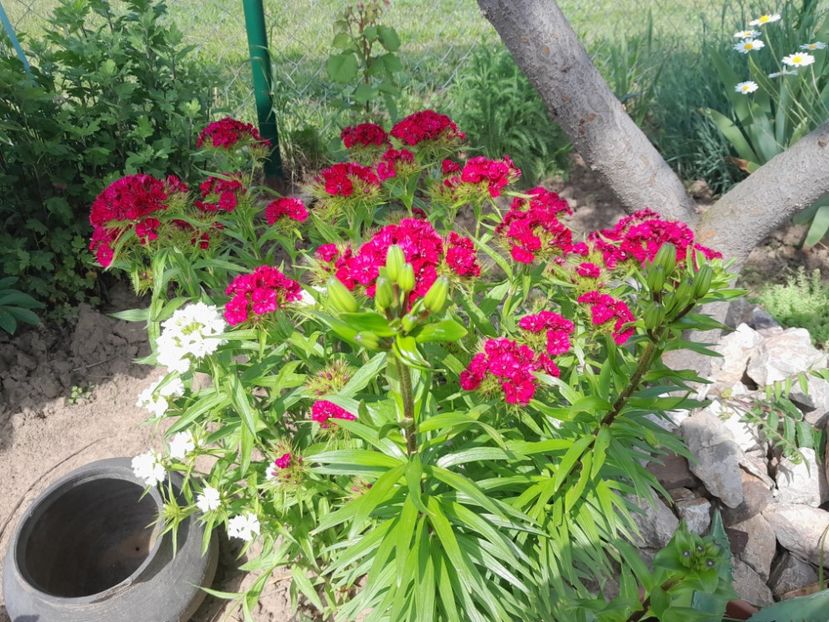  - 2023 floricele din grădină